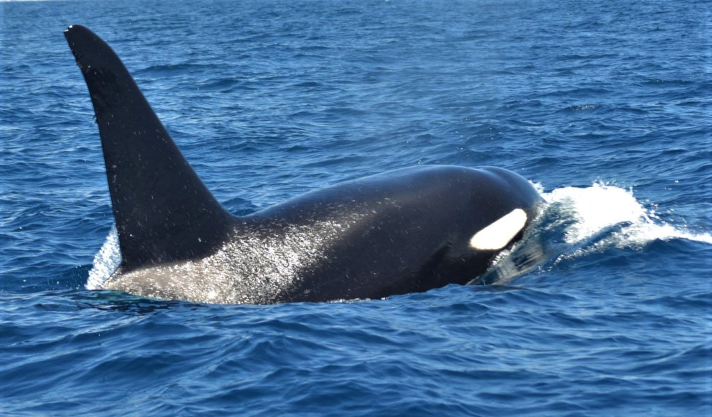 Des orques nageant dans l’océan près de Tenerife.