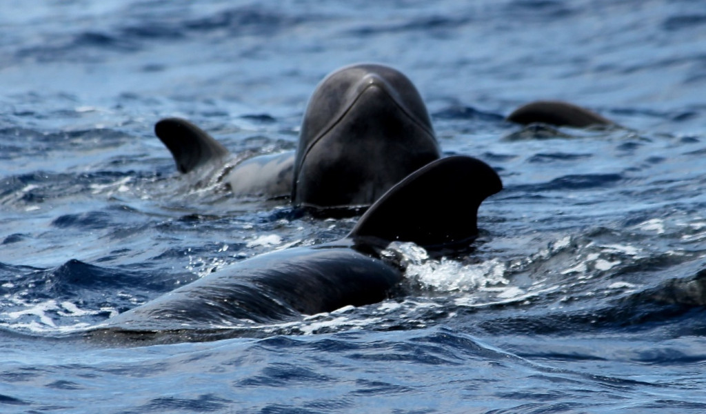 Des globicéphales nageant en mer près de Tenerife.