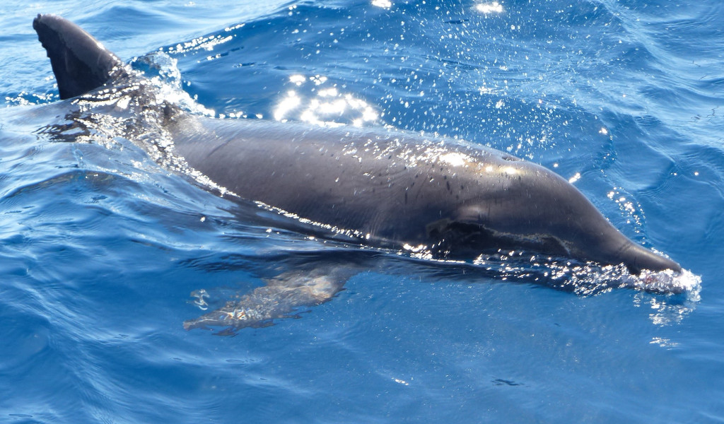 Dauphins nageant en mer près de Tenerife.