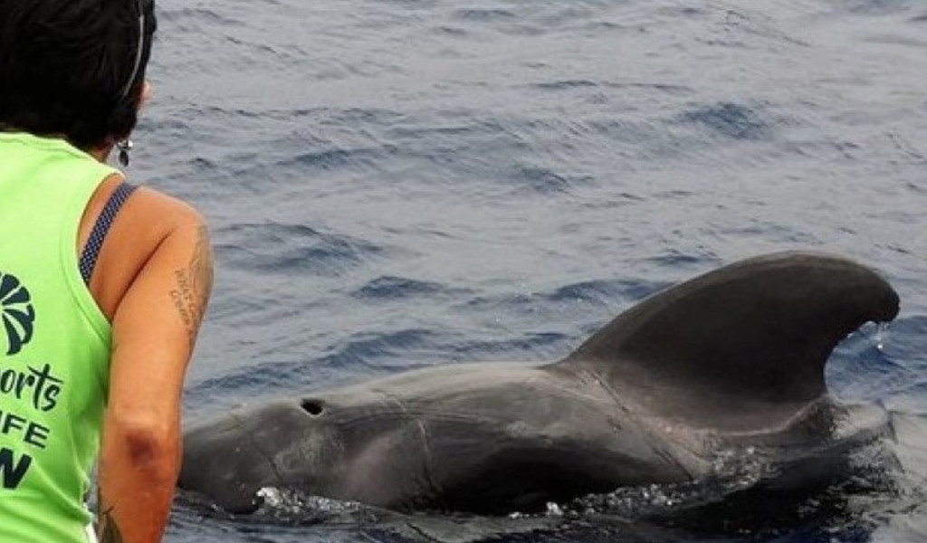 Personne observant un dauphin dans la mer près de Tenerife.