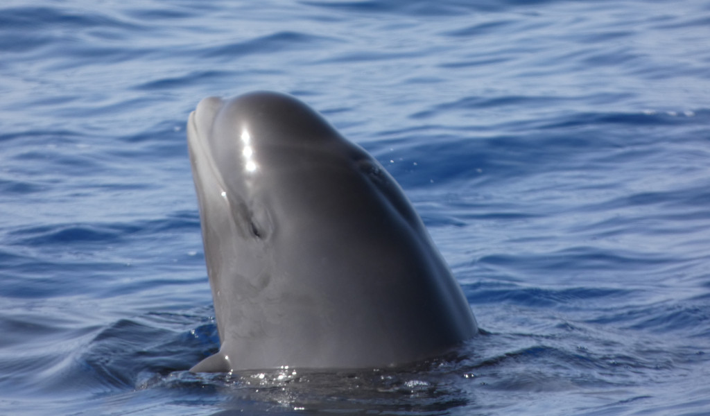 Un globicéphale pointe la tête dans la mer près de Tenerife.