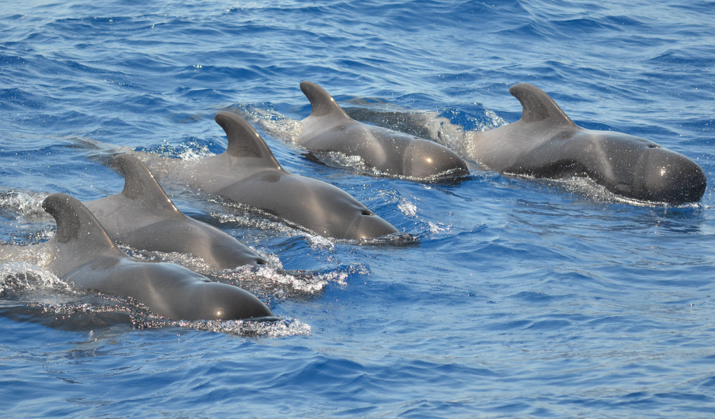 Des globicéphales nageant dans les eaux de Tenerife.
