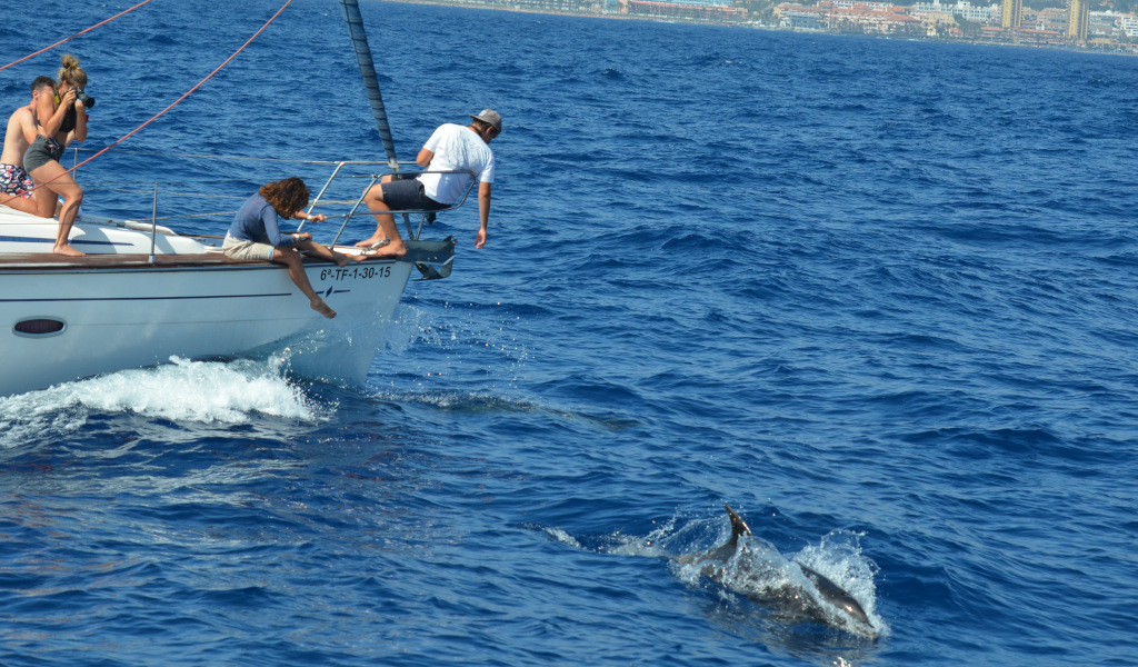Les gens observent les dauphins depuis un voilier au large de Tenerife.