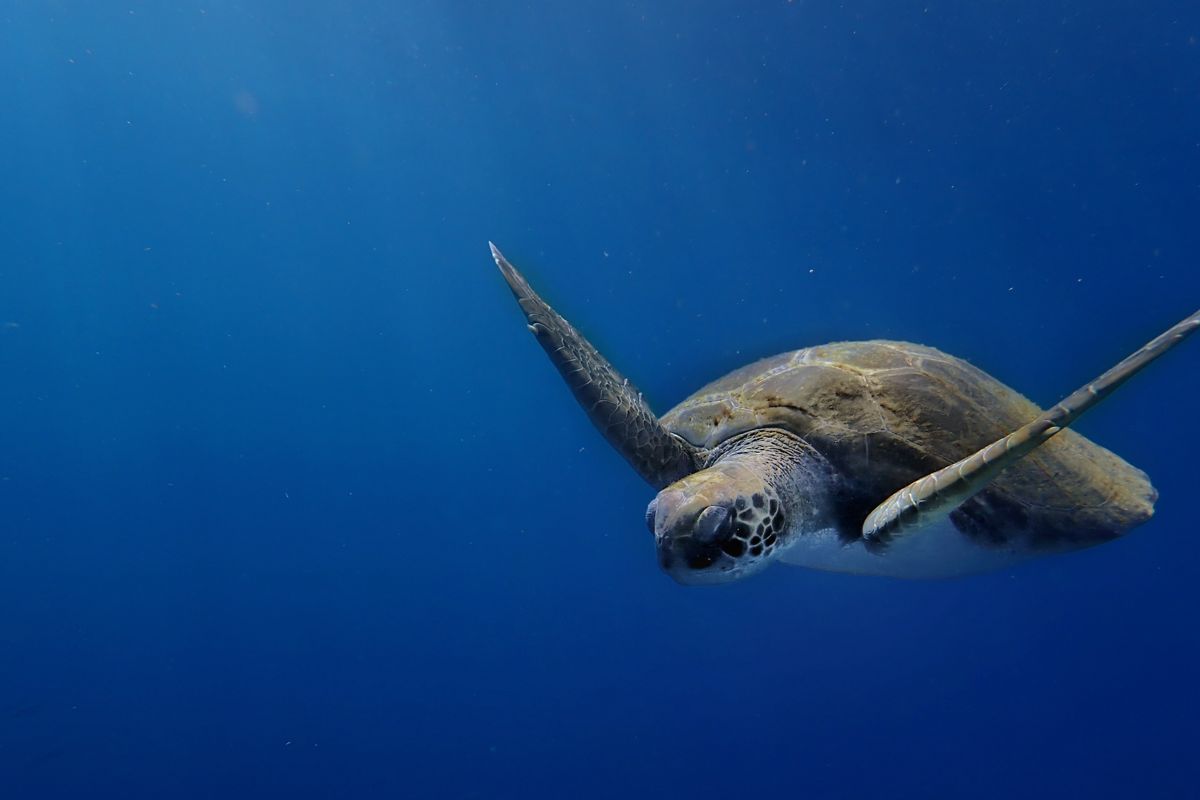 Tortue nageant dans l’océan près de Tenerife.