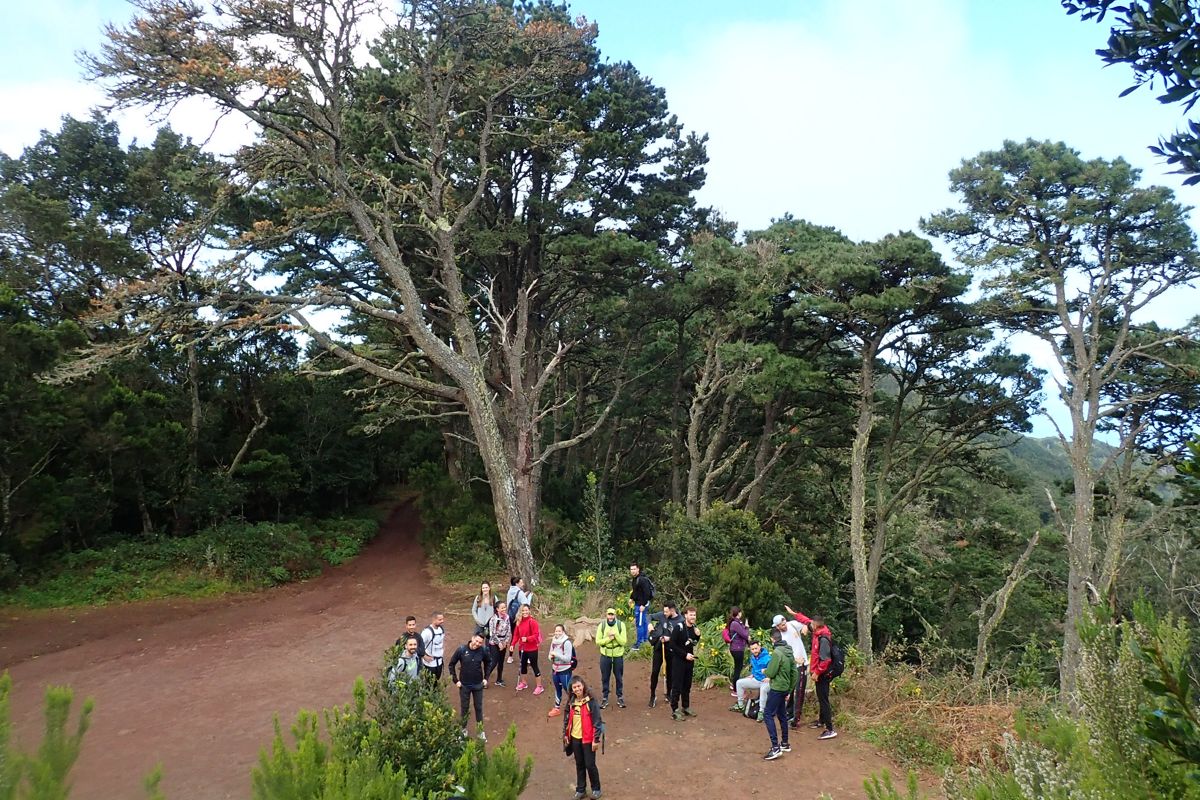 Groupe de randonneurs sur un sentier bordé d’arbres à Anaga, Tenerife.