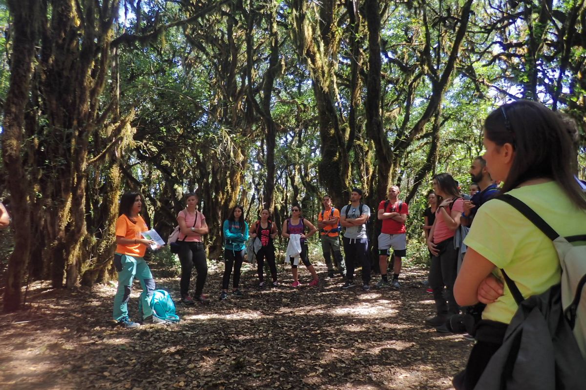 Groupe de personnes en visite guidée à travers une forêt de Santa Cruz de Tenerife.