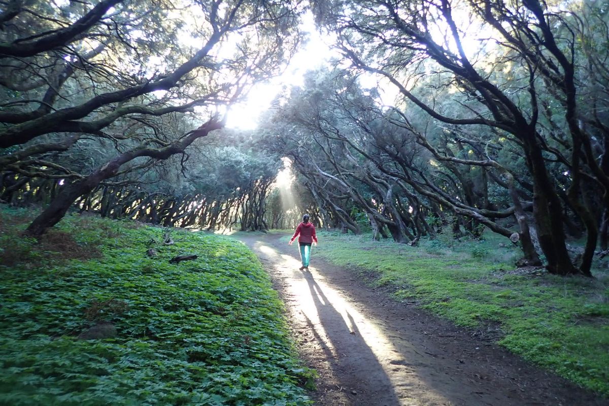 Personne marchant parmi les arbres sur un sentier dans le parc rural d’Anaga, Tenerife.
