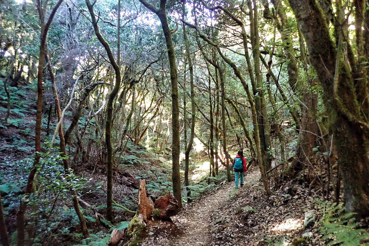 Personne marchant sur le sentier forestier d’Anaga, Tenerife.