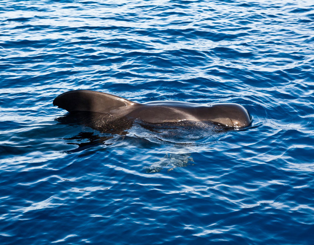 Globicéphalique nageant dans les eaux de Tenerife.