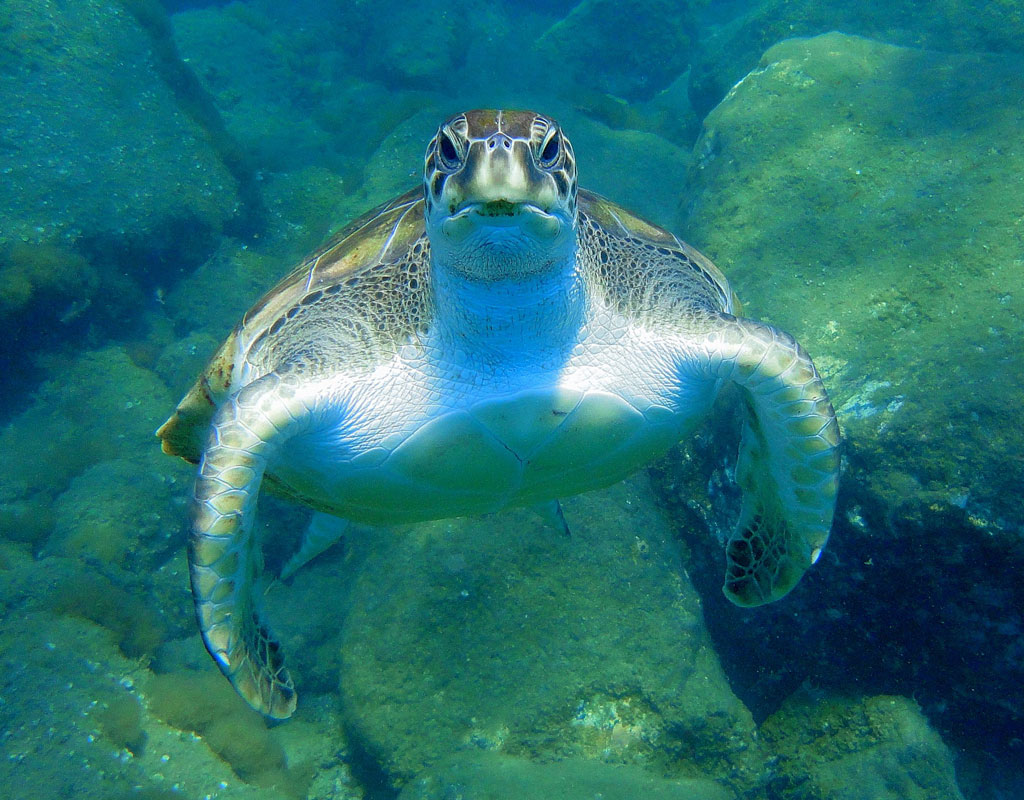 Tortue nageant dans des eaux cristallines à Tenerife.