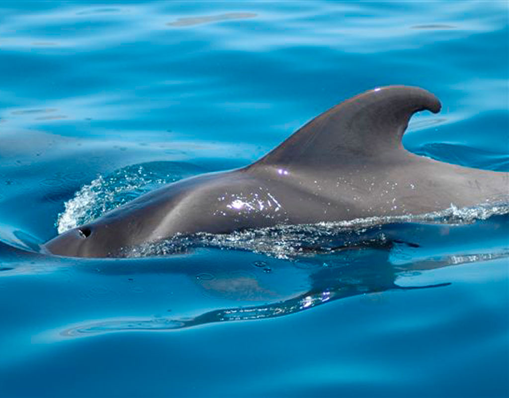 Des dauphins nageant dans les eaux bleues près de Tenerife.