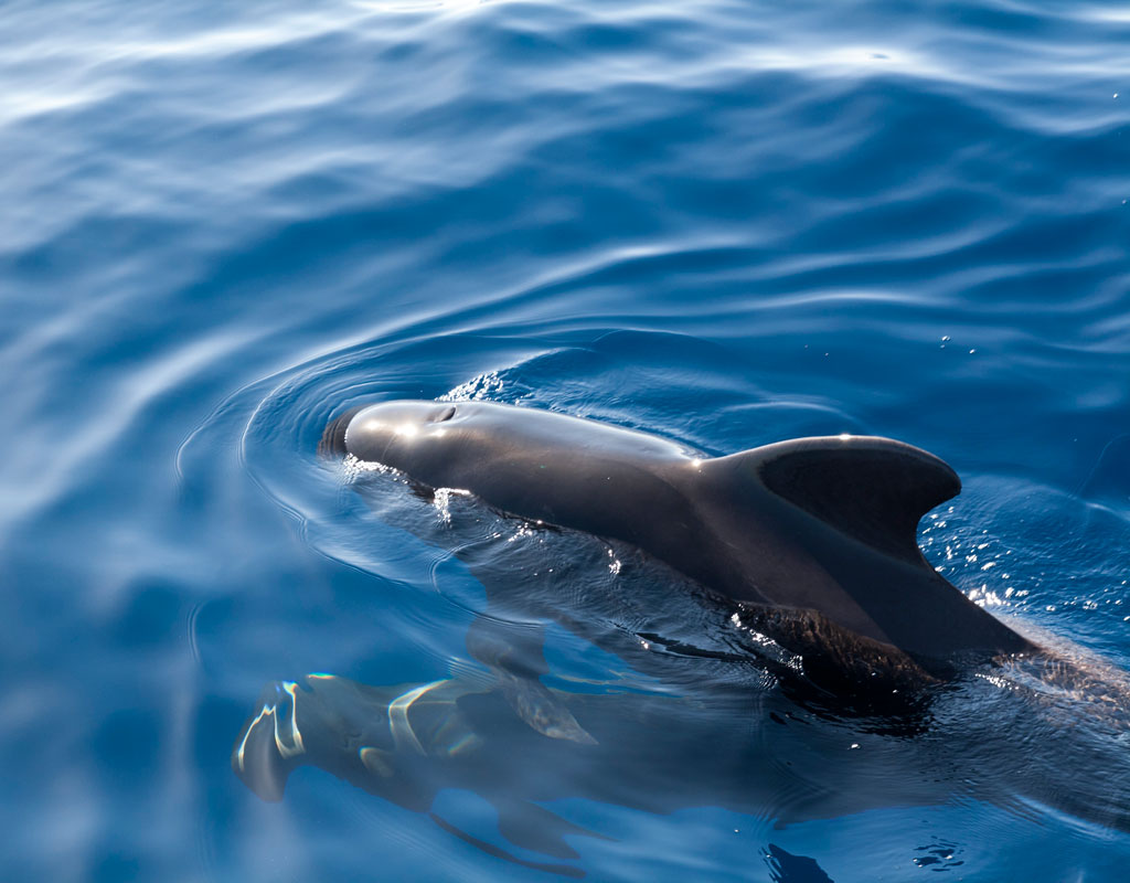 Globicéphalique nageant dans les eaux de Tenerife.