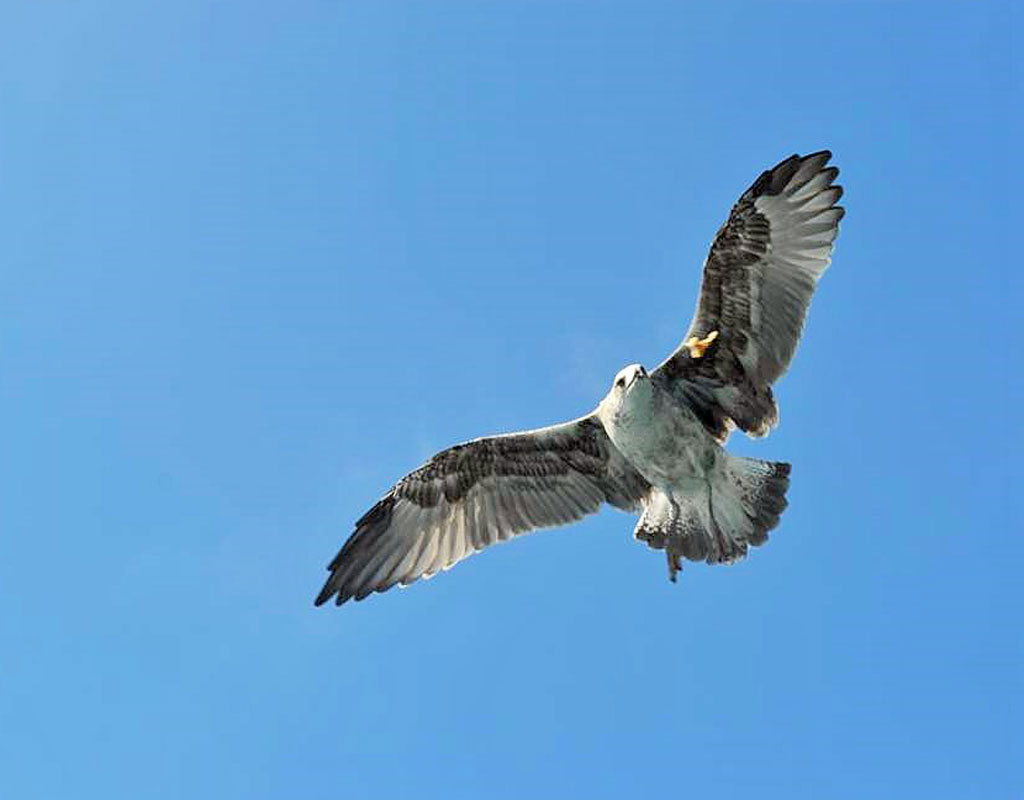 Un oiseau volant dans un ciel bleu à Tenerife.