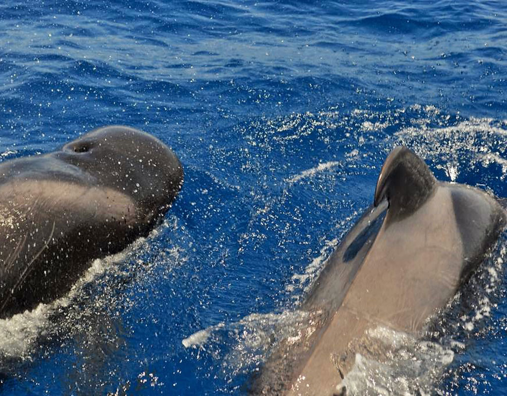 Des globicéphales nageant dans les eaux de Tenerife.