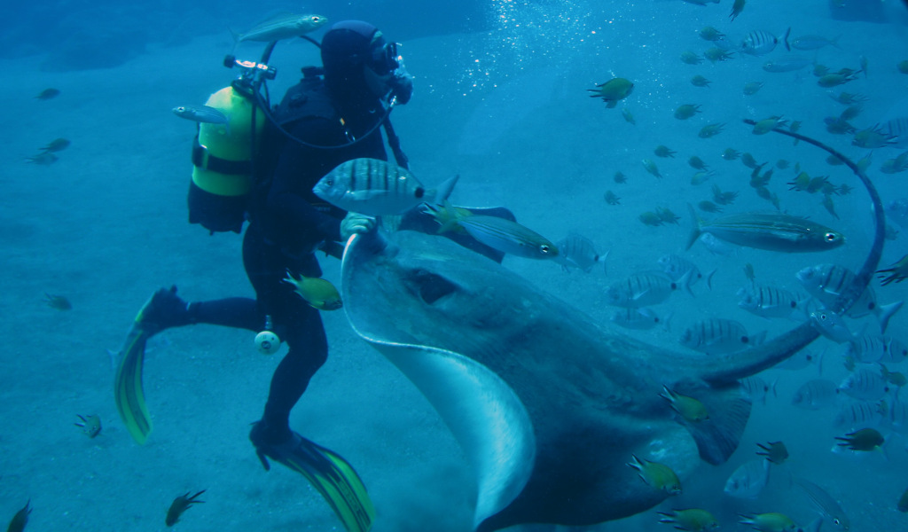 Plongeur avec une raie manta entourée de poissons à l’Aquarium de Tenerife.