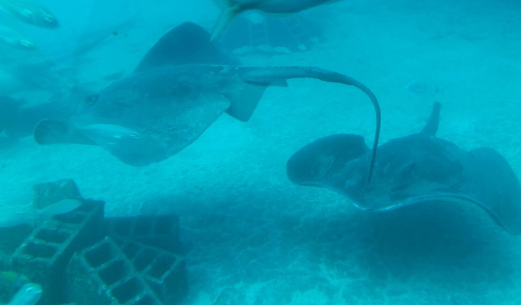 Les raies mantas nagent dans l’aquarium de Tenerife.