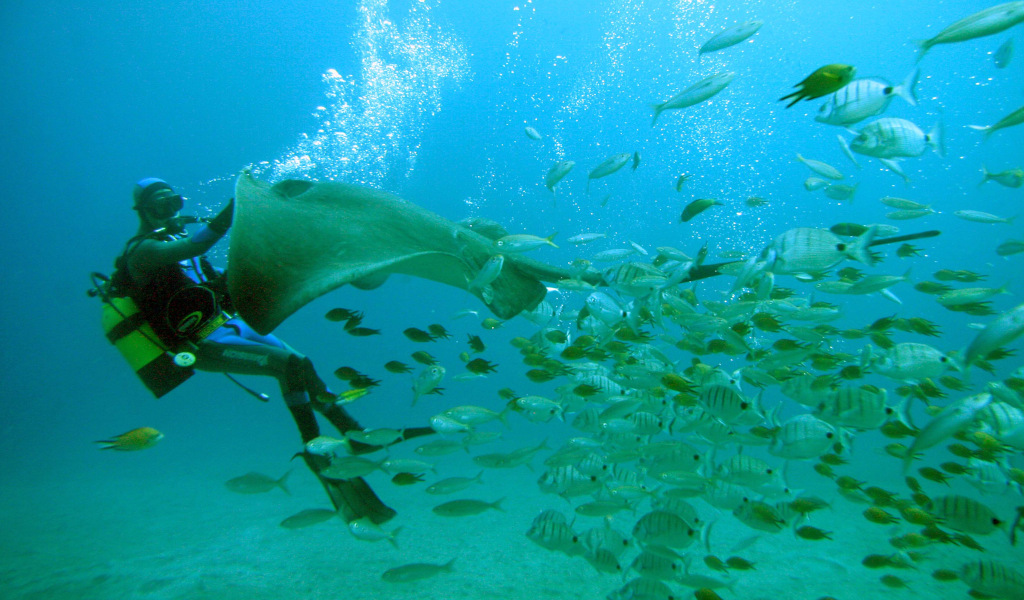 Plongeur avec des raies manta et des poissons nageant dans les eaux de Tenerife.