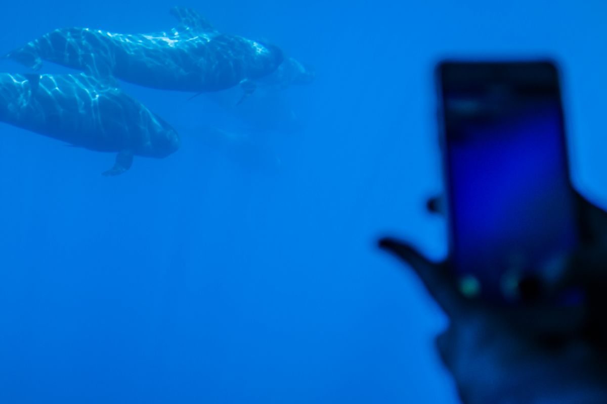 Des baleines nageant pendant que quelqu’un les photographie avec un téléphone portable à Tenerife.