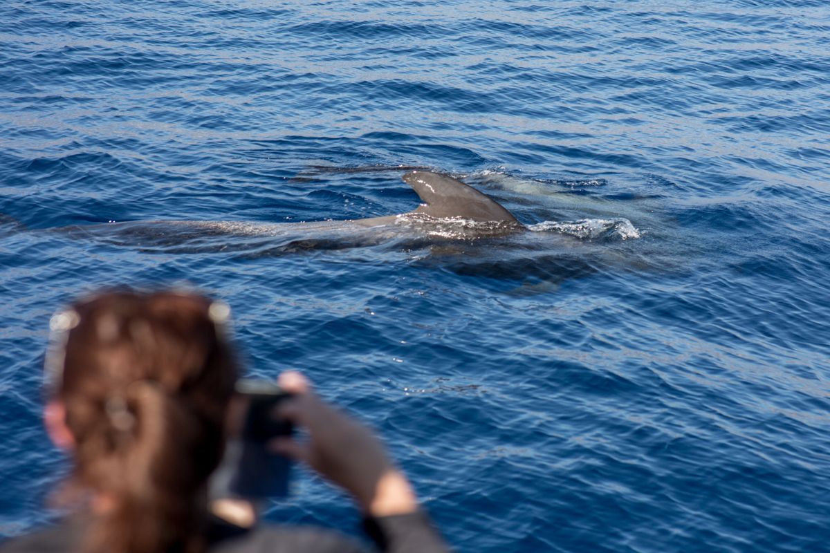 Des baleines dans la mer près de Tenerife pendant que quelqu’un prend une photo.