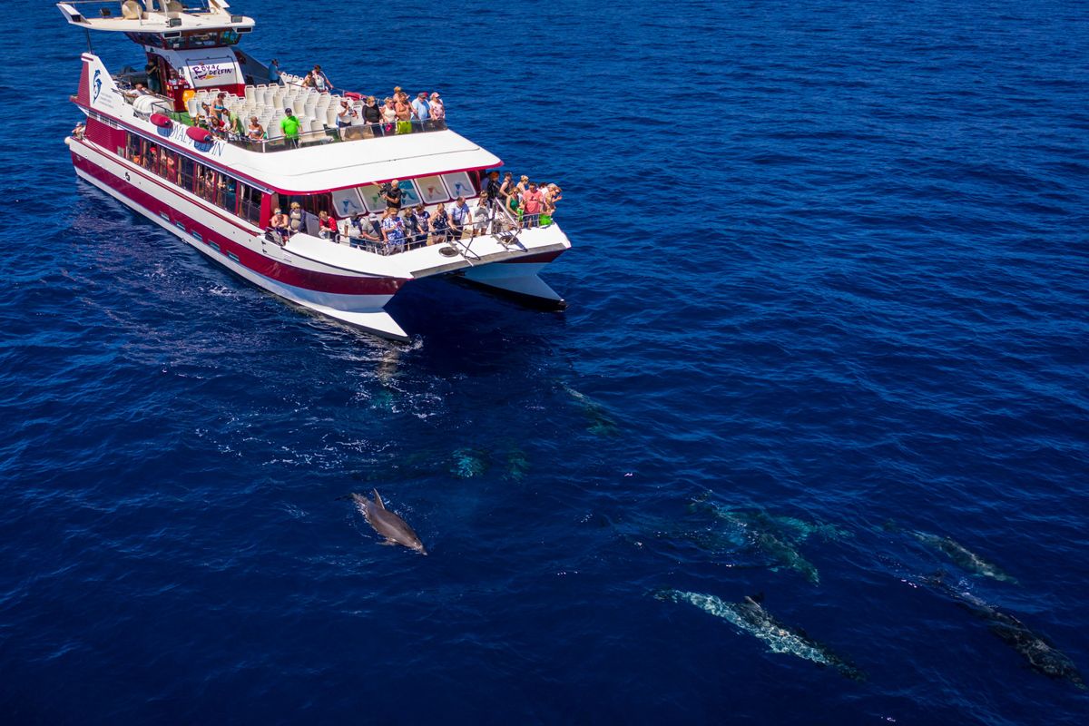 Bateau touristique d’observation des dauphins dans les eaux de Tenerife.