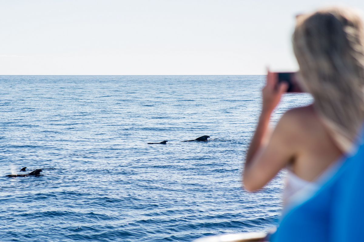 Des dauphins nageant près d’un bateau pendant qu’une personne les photographie à Tenerife.