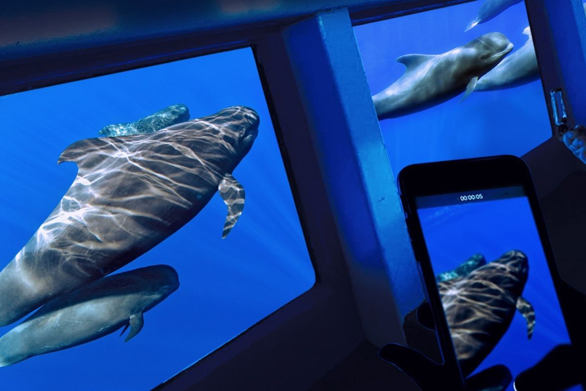 Des globicéphales observés depuis un bateau à fond de verre à Tenerife.