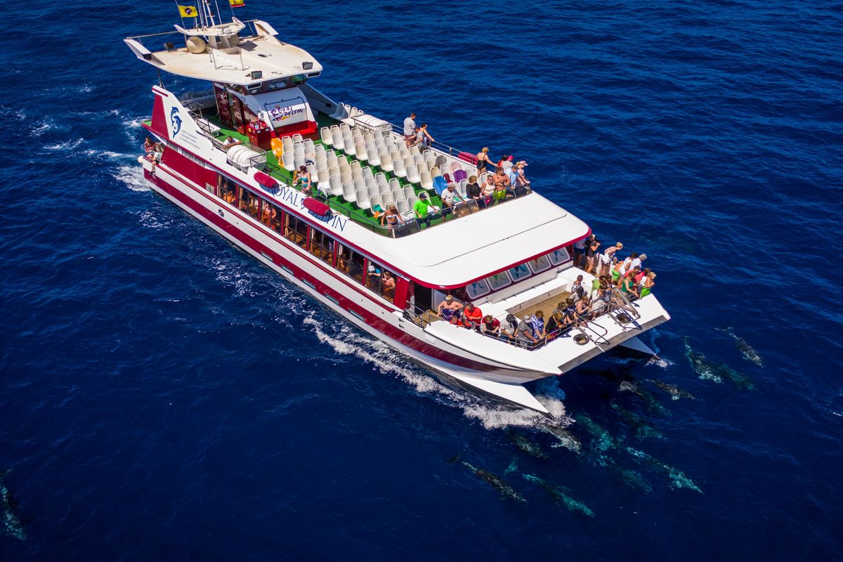 Catamaran d’observation de dauphins naviguant près de la côte de Tenerife.