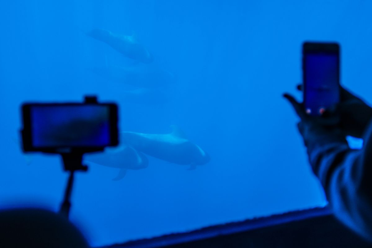 Des orques nageant vues à travers une fenêtre d’un aquarium à Tenerife.