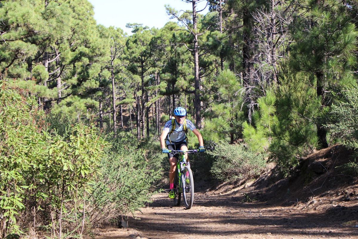 Personne sur un VTT sur un sentier entouré de pins à Tenerife.
