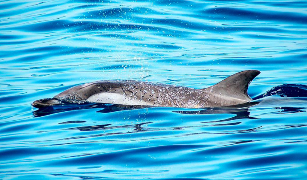 Des dauphins nageant dans les eaux de Tenerife.