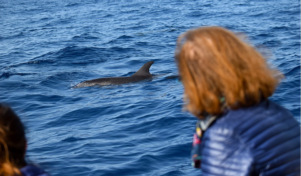 Personne observant un dauphin à côté d’un bateau près de la côte de Tenerife.