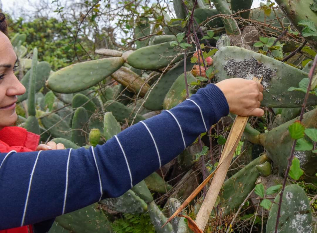 Personne cueillant de la cochenille dans un cactus à Garachico, Tenerife.