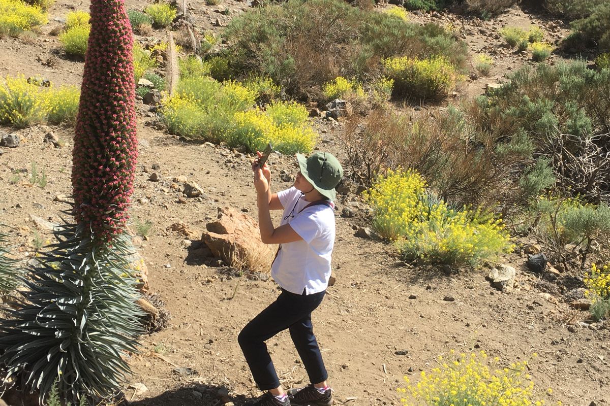 Personne photographiant une tajinaste rouge sur le mont Teide, Tenerife.