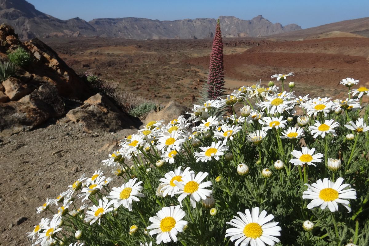 Fleurs et paysages volcaniques dans le parc national du Teide, Tenerife.