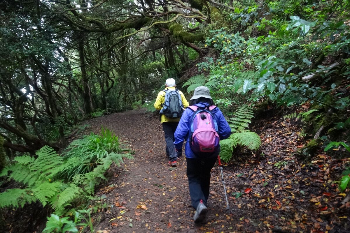 Sentier dans la forêt avec deux randonneurs à Anaga, Tenerife.
