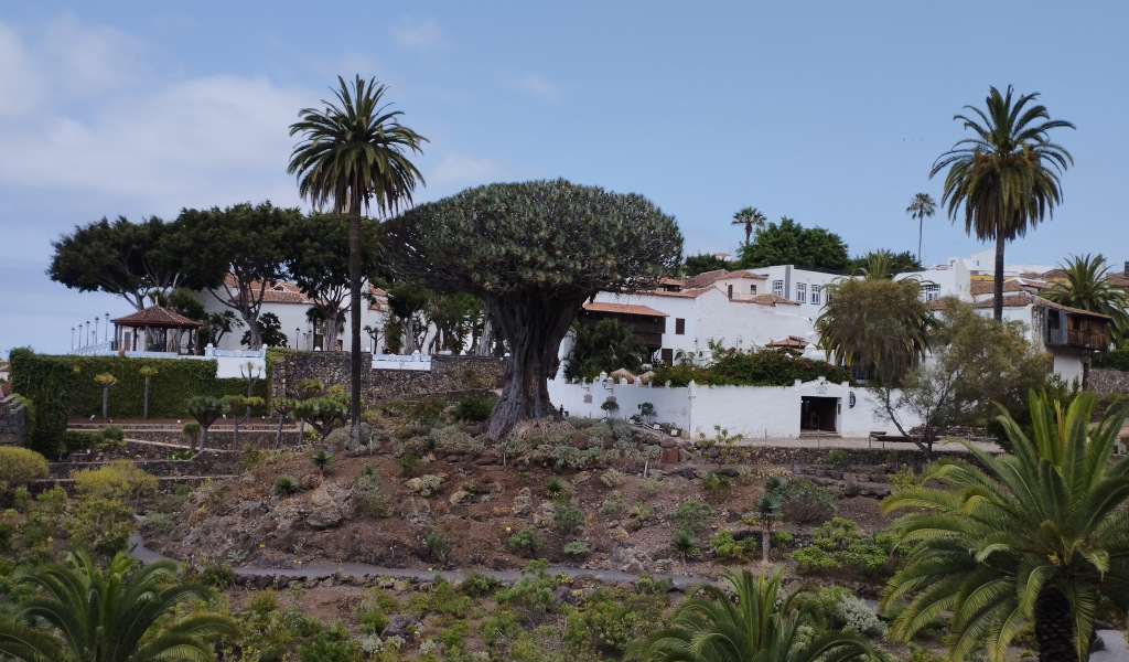 Dragonier millénaire entouré de palmiers et de maisons à Icod de los Vinos, Tenerife.