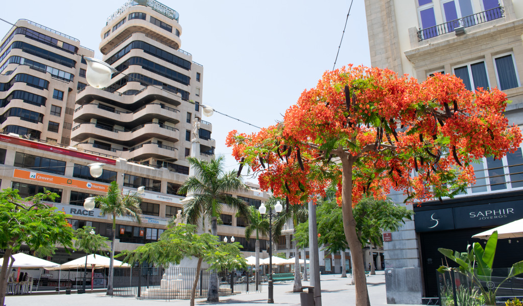 Arbre aux fleurs rouges sur une place à Santa Cruz de Tenerife.