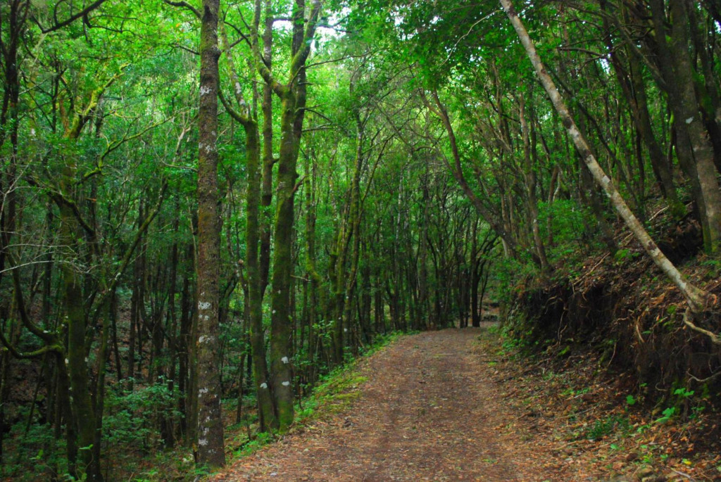 Sentier entouré d’arbres verts dans la forêt d’Anaga, Tenerife.