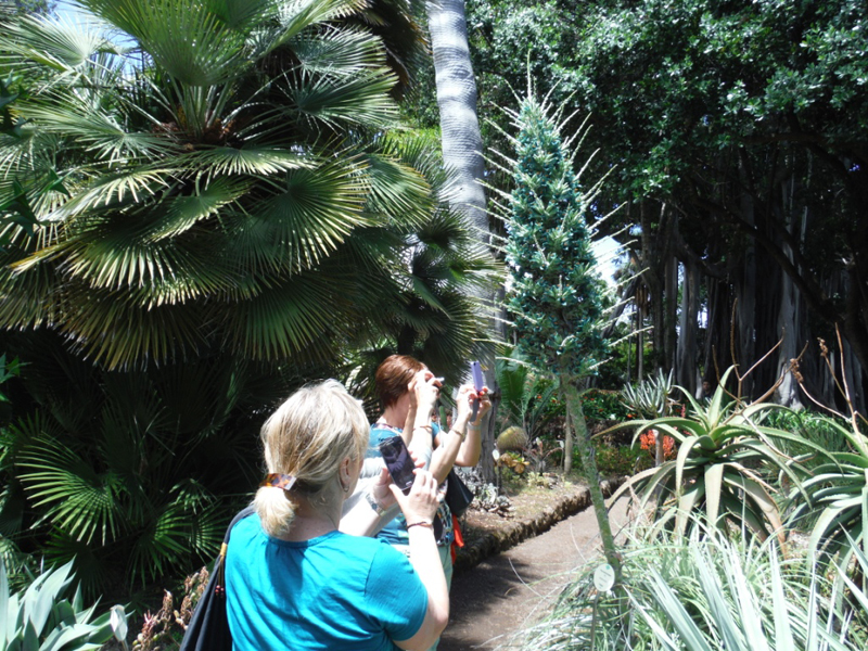 Des gens prenant des photos d’une plante exotique dans un jardin à Tenerife.