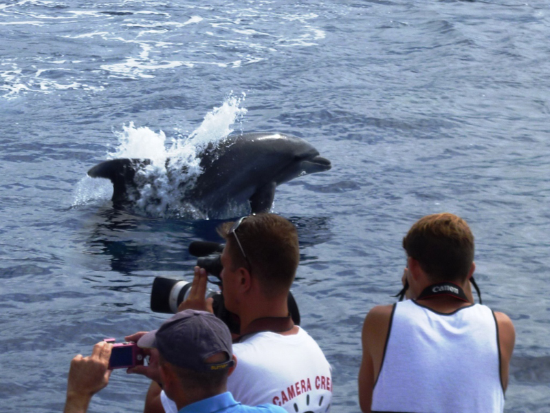 Sauter des dauphins pendant que les gens prennent des photos dans les eaux de Tenerife.