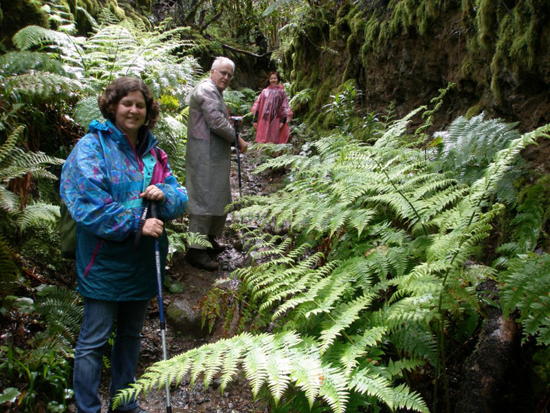 Des gens marchant sur un sentier avec des fougères à Anaga, Tenerife.