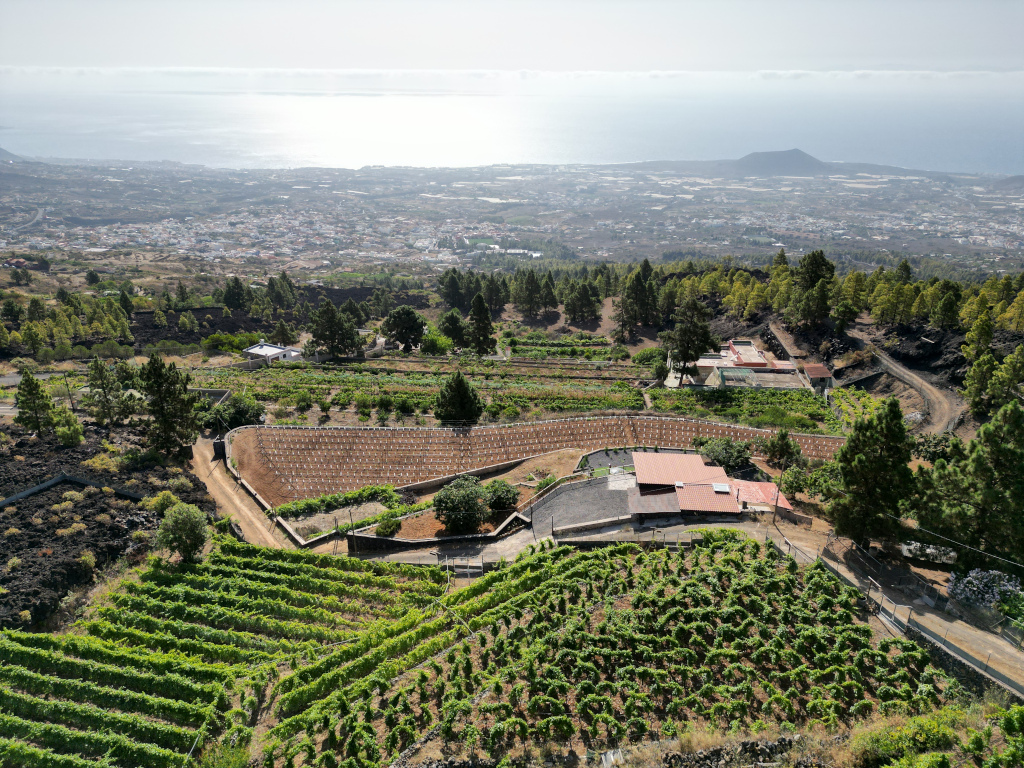 Vue aérienne des vignobles de La Palma, Tenerife, avec l’océan en arrière-plan.