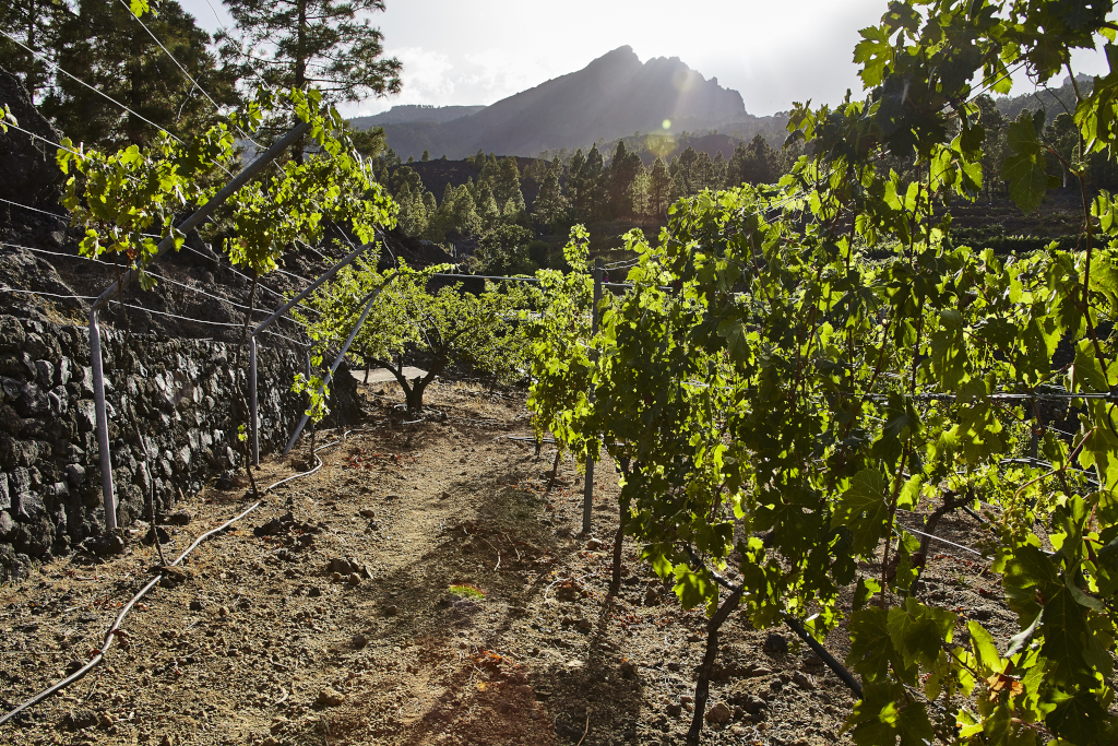 Vignoble avec des montagnes en arrière-plan à Tenerife au coucher du soleil.