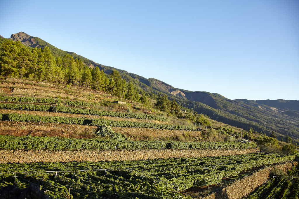 Des vignobles en terrasses avec des montagnes en arrière-plan à Tenerife.