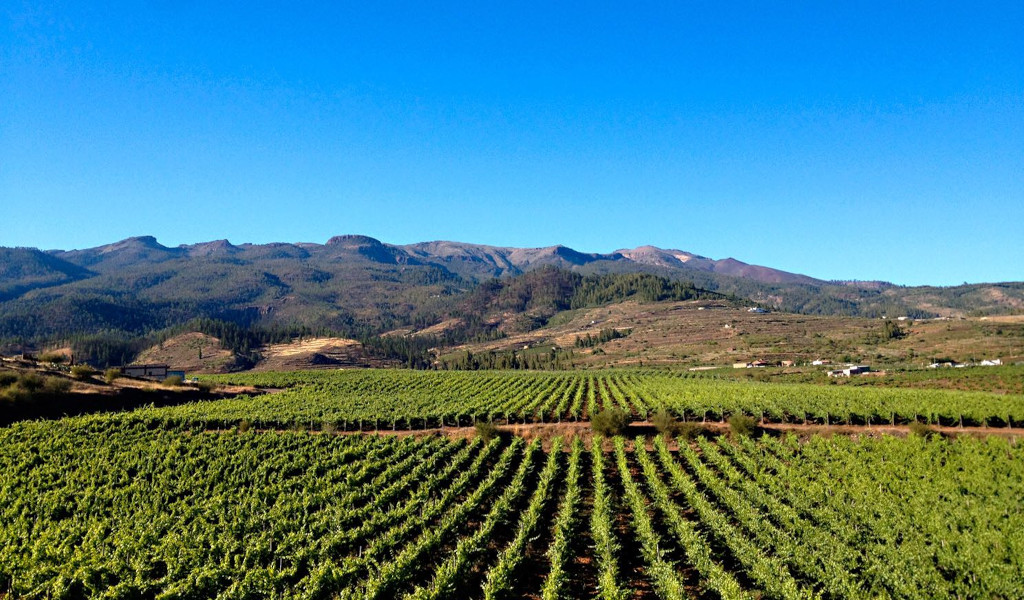 Des vignobles avec des montagnes en arrière-plan sous un ciel clair à Tenerife.