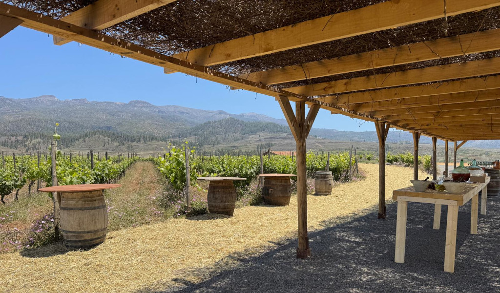 Vignoble à Tenerife avec tables et tonneaux sous une pergola en bois.