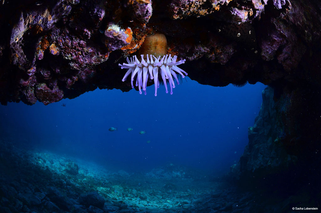 Anémone blanche sous une grotte sous-marine à Tenerife.