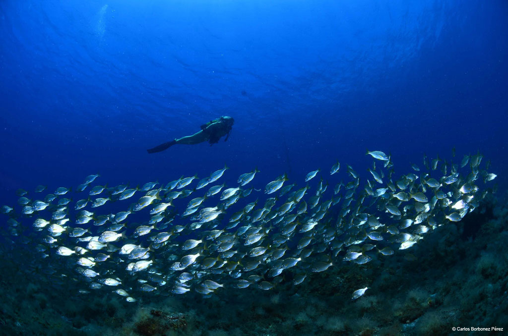 Plongeur en mer à côté d’un grand banc de poissons à Tenerife.