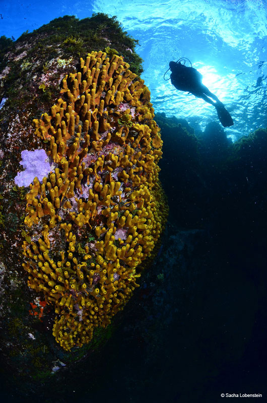 Plongeur à côté d’éponges jaunes dans les eaux de Tenerife.