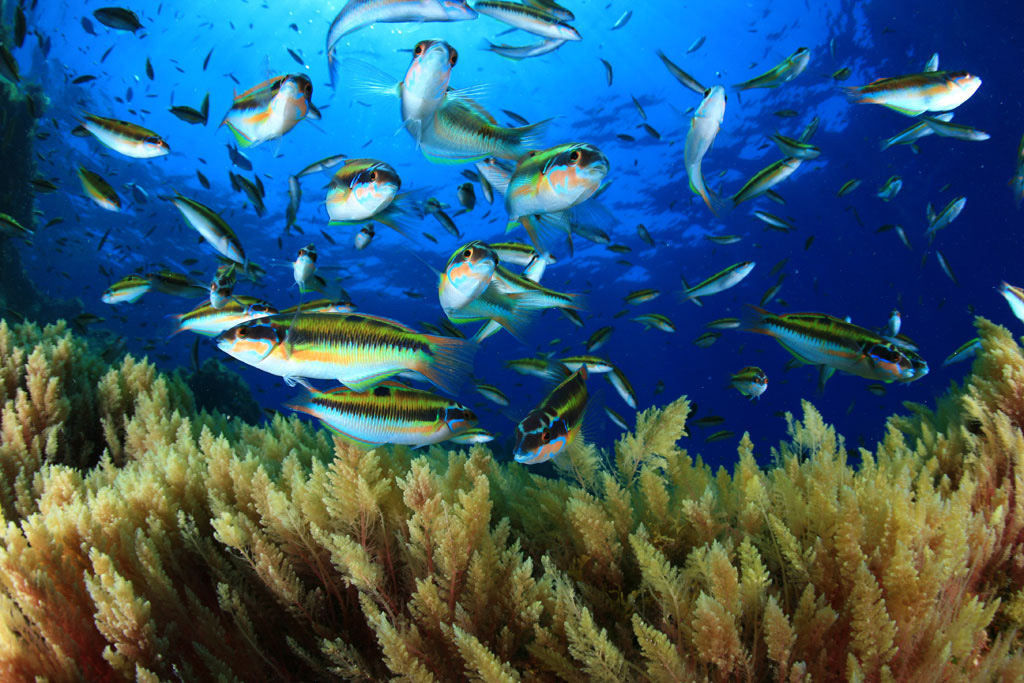 Des poissons nageant au-dessus d’un récif dans la mer de Tenerife.